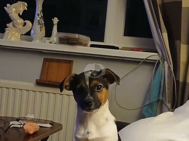 Jack Russell puppies for sale in Totton, Hampshire – 11 months old - Image 3 of 5