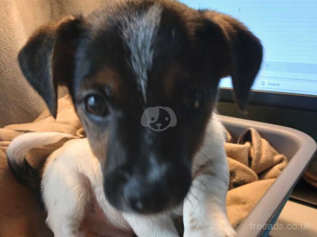 Jack Russell puppies for sale in Totton, Hampshire – 11 months old - Image 4 of 5
