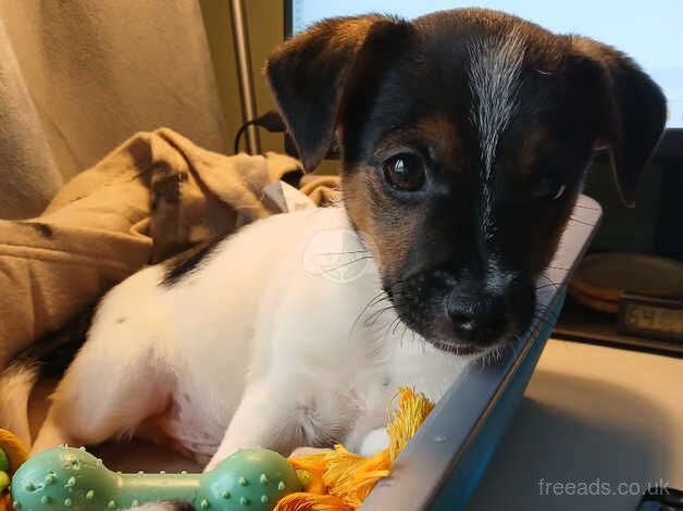 Jack Russell puppies for sale in Totton, Hampshire – 11 months old - Image 5 of 5