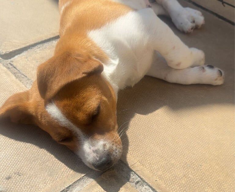 Jack Russell puppies for sale in Accrington, Lancashire – 3 months old