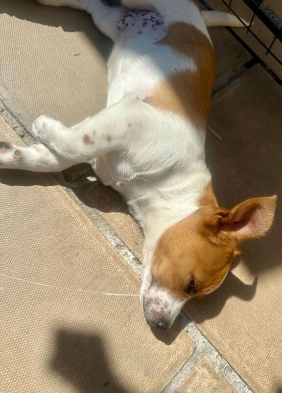 Jack Russell puppies for sale in Accrington, Lancashire – 3 months old - Image 3 of 3