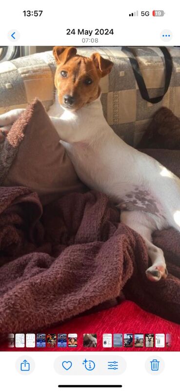 Jack Russell Terrier puppies for sale in Rhondda, Mid Glamorgan – 4 years old - Image 1 of 4