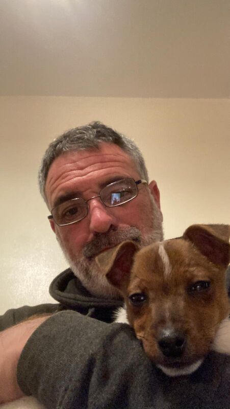 Jack Russell Terrier puppies for sale in Rhondda, Mid Glamorgan – 4 years old - Image 2 of 4