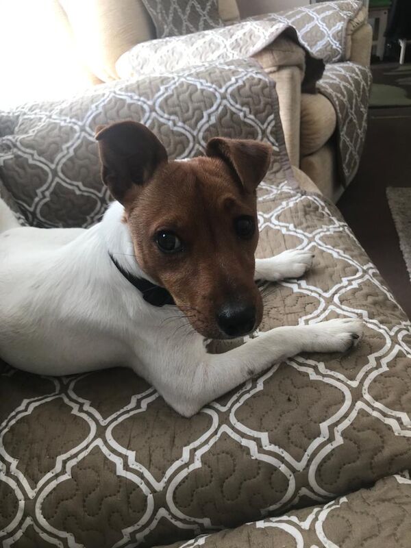 Jack Russell Terrier puppies for sale in Rhondda, Mid Glamorgan – 4 years old - Image 3 of 4