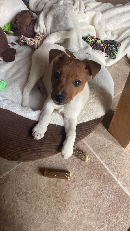 Jack Russell Terrier puppies for sale in Rhondda, Mid Glamorgan – 4 years old - Image 4 of 4