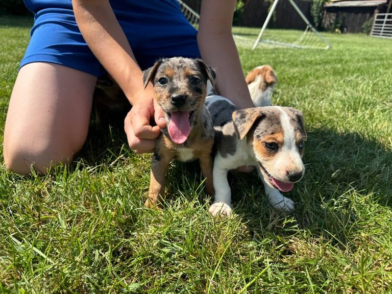 Merle Jack russel puppies !!! for sale in Market Harborough, Leicestershire