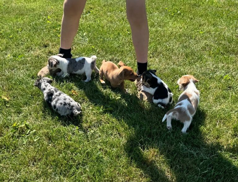 Merle Jack russel puppies !!! for sale in Market Harborough, Leicestershire | Image 2