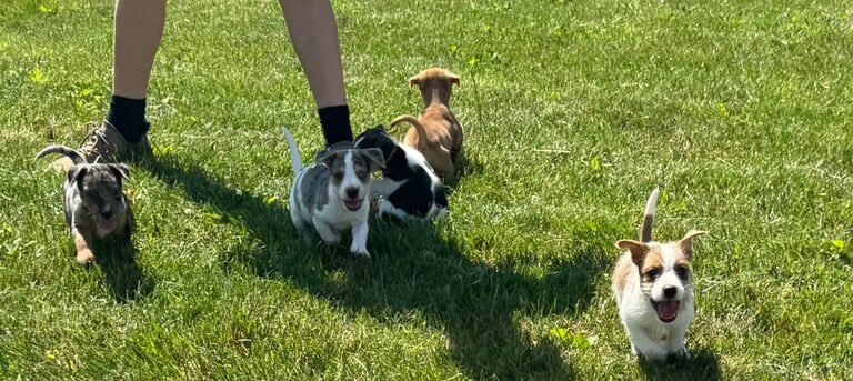 Merle Jack russel puppies !!! for sale in Market Harborough, Leicestershire | Image 3
