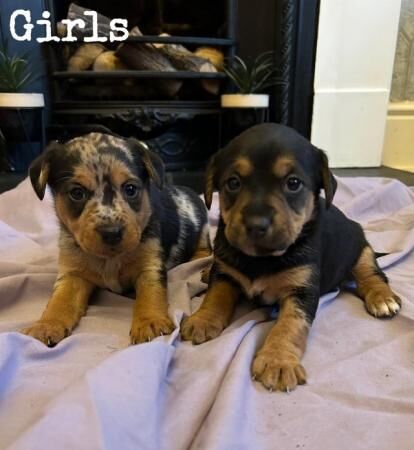 Merle Jack russle pups for sale in Wakefield, West Yorkshire - Image 1