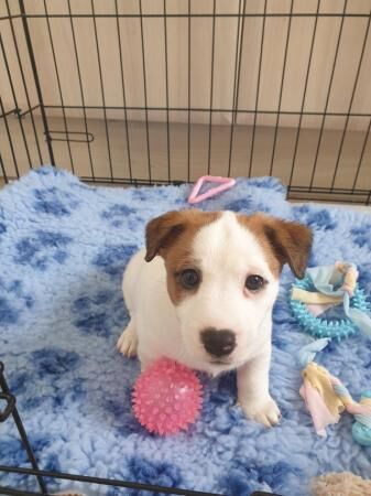 Milo 9 weeks old Jack russell miniature boy for sale in New England, Somerset