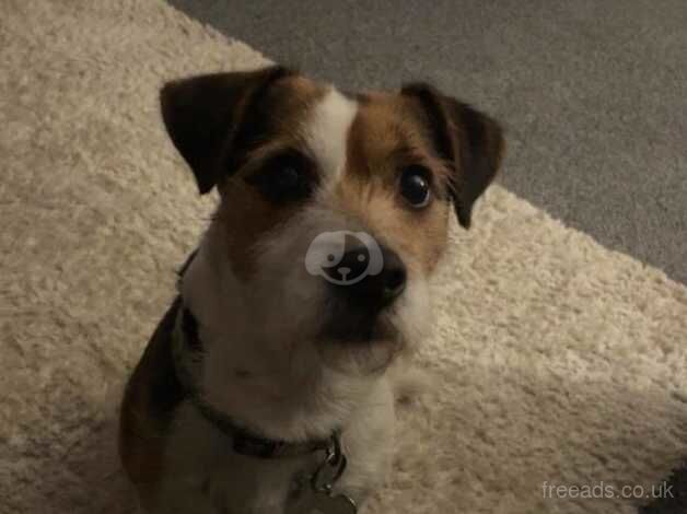 Jack Russell Terrier puppies for sale in Doncaster, South Yorkshire – 4 years old - Image 1 of 4