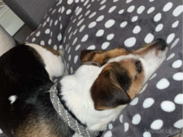 Jack Russell Terrier puppies for sale in Doncaster, South Yorkshire – 4 years old - Image 2 of 4