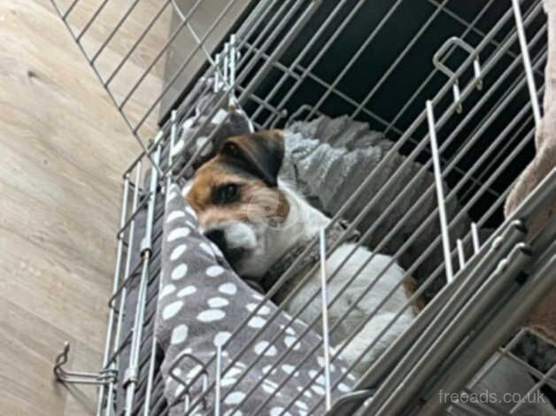 Jack Russell Terrier puppies for sale in Doncaster, South Yorkshire – 4 years old - Image 3 of 4