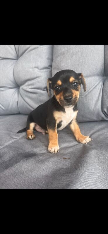 Jack Russell puppies for sale in Llanelli, Dyfed – 8 weeks old