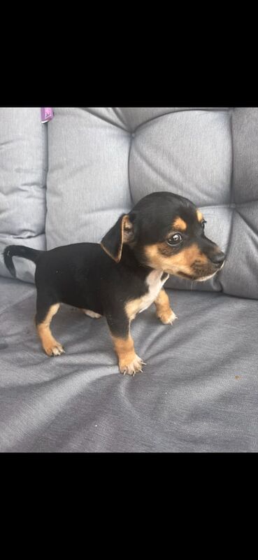 Jack Russell puppies for sale in Llanelli, Dyfed – 8 weeks old - Image 2 of 3