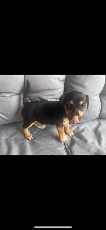 Jack Russell puppies for sale in Llanelli, Dyfed – 8 weeks old - Image 3 of 3