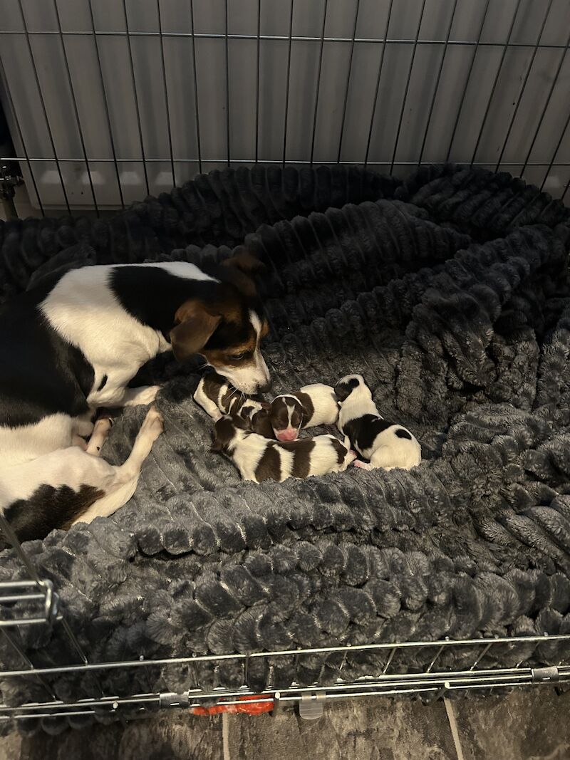 Minature Jack Russell Puppies for sale in Newcastle upon Tyne, Tyne and Wear