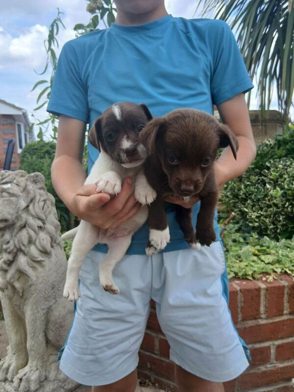 Pedigree Jack Russell Terrier Puppies For Sale