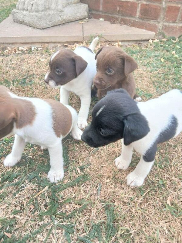 Minature jack russell puppies - Image 2 of 4