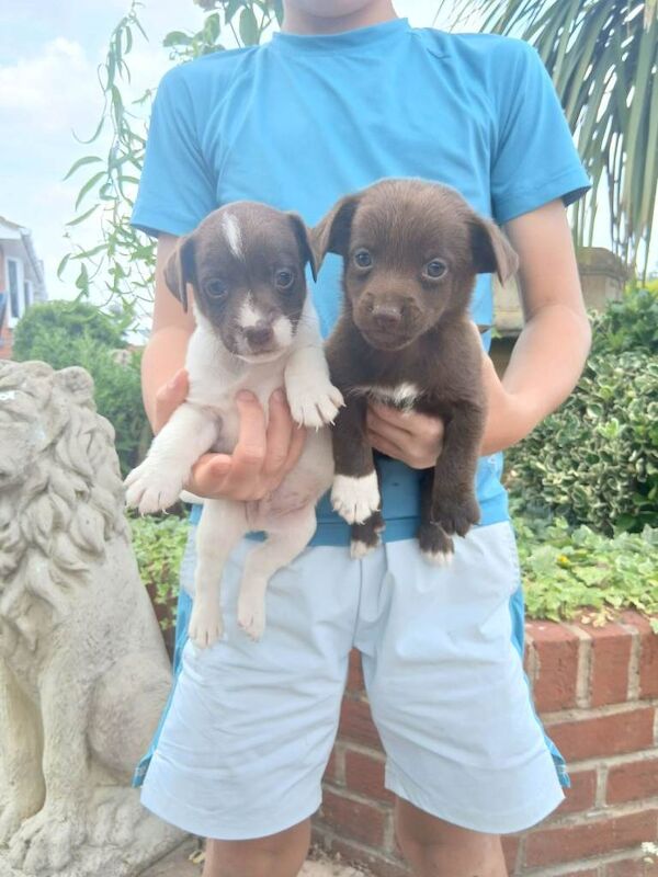 Minature jack russell puppies - Image 3 of 4