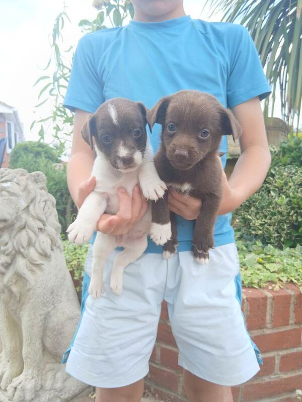 Minature jack russell puppies - Image 4 of 4