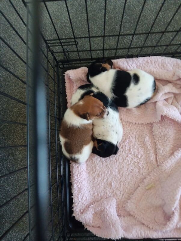 Jack Russell Terrier puppies for sale in Airdrie, Lanarkshire – 10 months old - Image 2 of 3