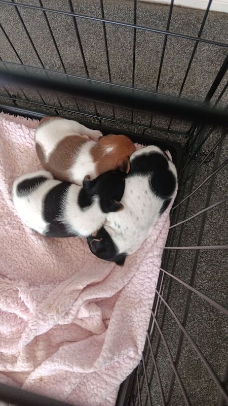 Jack Russell Terrier puppies for sale in Airdrie, Lanarkshire – 10 months old - Image 3 of 3