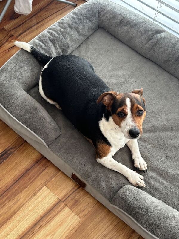 Mini Jack Russel