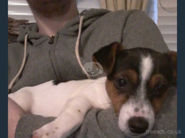 Jack Russell Terrier puppies for sale in Dungannon, Dungannon – 1 year old - Image 2 of 3