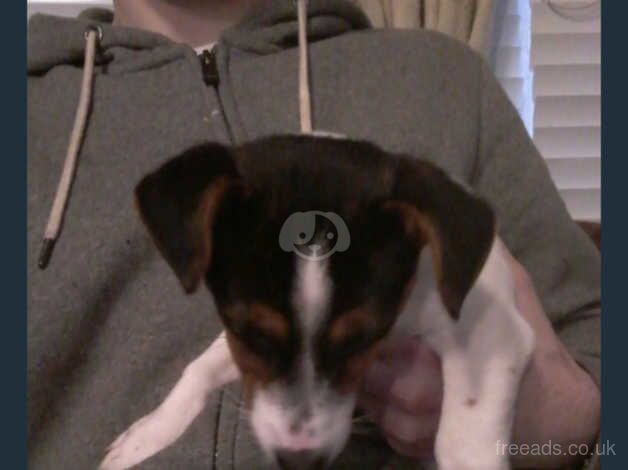 Jack Russell Terrier puppies for sale in Dungannon, Dungannon – 1 year old - Image 3 of 3