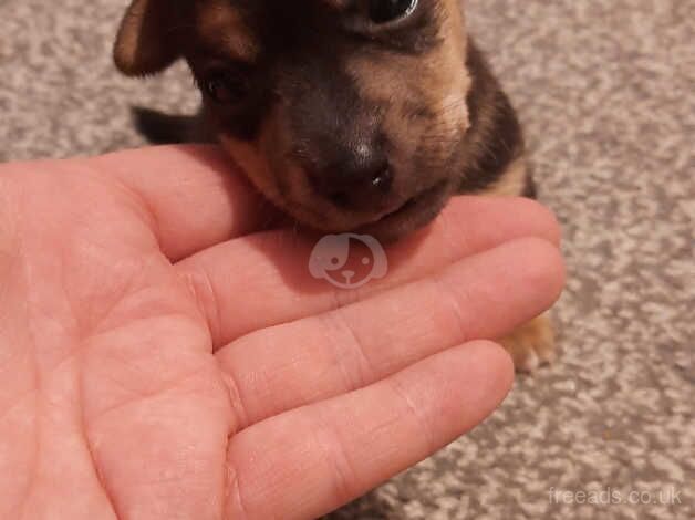 Jack Russell Terrier puppies for sale in Doncaster, South Yorkshire – 1 year old - Image 1 of 5