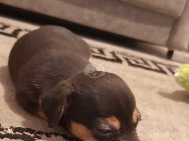 Jack Russell Terrier puppies for sale in Doncaster, South Yorkshire – 1 year old - Image 2 of 5