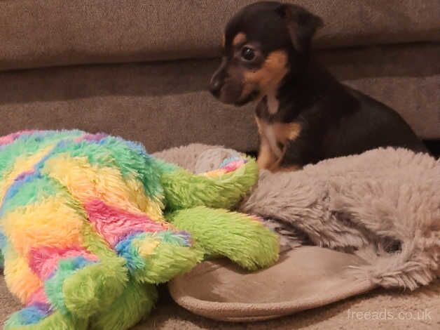 Jack Russell Terrier puppies for sale in Doncaster, South Yorkshire – 1 year old - Image 4 of 5