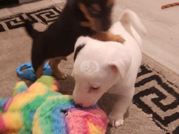 Jack Russell Terrier puppies for sale in Doncaster, South Yorkshire – 1 year old - Image 5 of 5