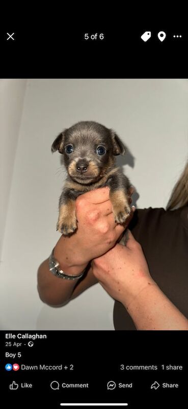 Mini jack russell for sale in Falkirk, Stirling and Falkirk