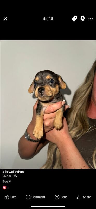 Mini jack russell for sale in Falkirk, Stirling and Falkirk | Image 2