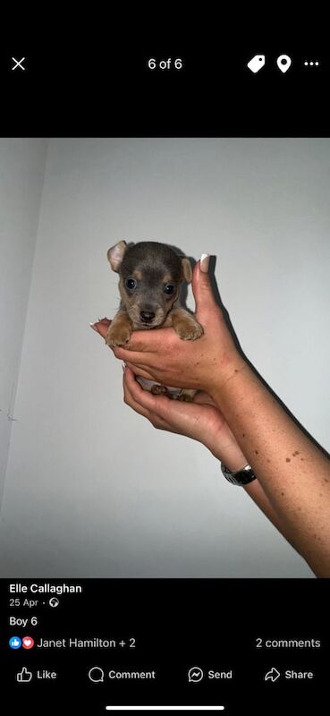 Mini jack russell for sale in Falkirk, Stirling and Falkirk | Image 3