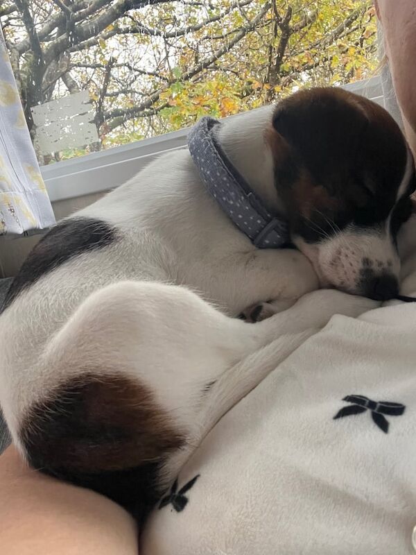 Jack Russell Terrier puppies for sale in Kilmarnock, Ayrshire and Arran – 10 weeks old