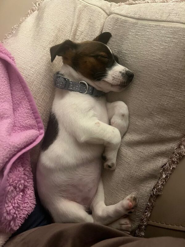 Jack Russell Terrier puppies for sale in Kilmarnock, Ayrshire and Arran – 10 weeks old - Image 2 of 4