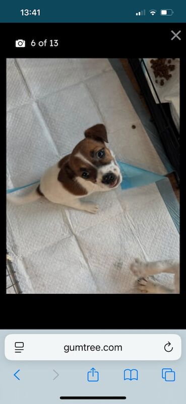 Jack Russell Terrier puppies for sale in Kilmarnock, Ayrshire and Arran – 10 weeks old - Image 3 of 4