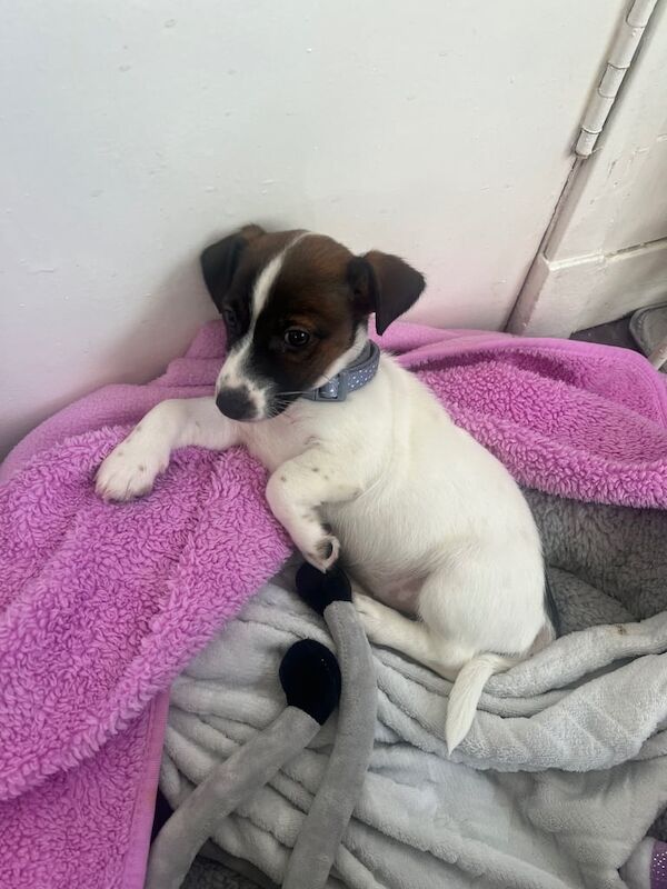 Jack Russell Terrier puppies for sale in Kilmarnock, Ayrshire and Arran – 10 weeks old - Image 4 of 4