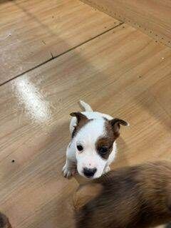 Mini Jack Russell cross Puppies - Image 3 of 4