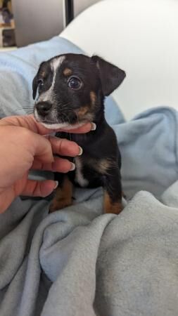 Mini Jack Russell puppies for sale in Swadlincote, Derbyshire - Image 1
