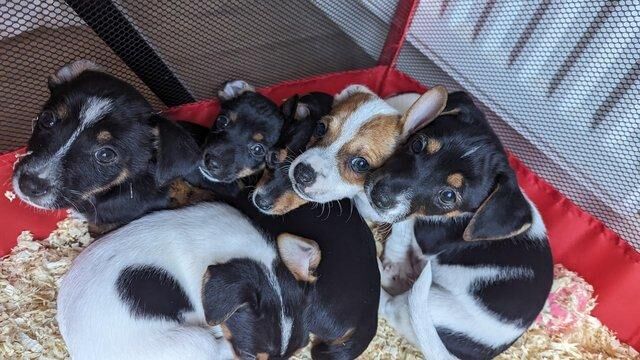 Mini Jack Russell puppies for sale in Swadlincote, Derbyshire - Image 2