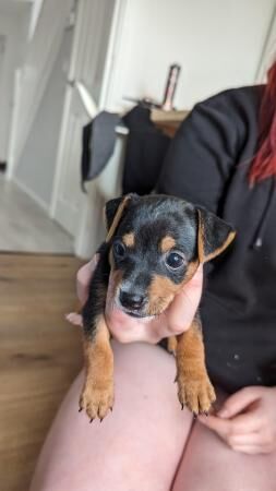 Mini Jack Russell puppies for sale in Swadlincote, Derbyshire - Image 3