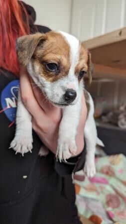 Mini Jack Russell puppies for sale in Swadlincote, Derbyshire - Image 5