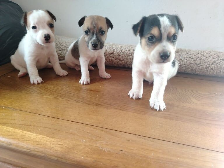 Jack Russell puppies for sale in Alfreton, Derbyshire – 8 weeks old