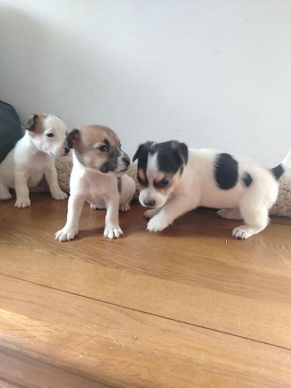 Jack Russell puppies for sale in Alfreton, Derbyshire – 8 weeks old - Image 2 of 3