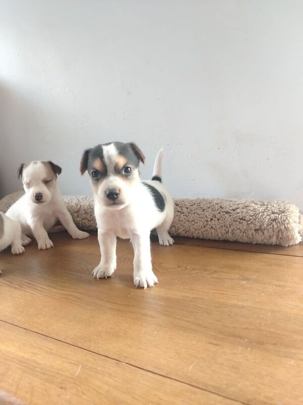Jack Russell puppies for sale in Alfreton, Derbyshire – 8 weeks old - Image 3 of 3