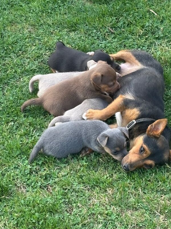 Jack Russell puppies for sale in Billingshurst, West Sussex – 5 weeks old